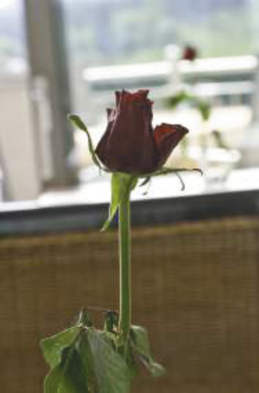 Rose – Bild rechts Seite 6